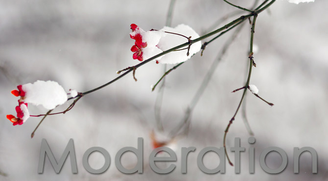 moderation nyc
