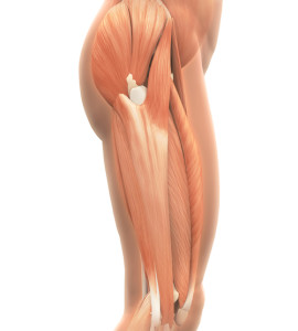 Upper Legs Muscles Anatomy Illustration. 3D render