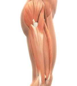 Upper Legs Muscles Anatomy Illustration. 3D render