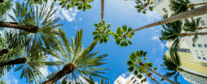 Beautiful Miami Beach and palm trees.
