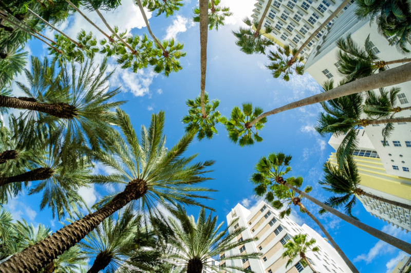 Beautiful Miami Beach and palm trees.